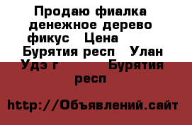 Продаю фиалка, денежное дерево, фикус › Цена ­ 100 - Бурятия респ., Улан-Удэ г.  »    . Бурятия респ.